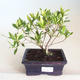 Indoor bonsai - Gardenia jasminoides-Gardenia PB2201172 - 1/2