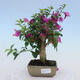 Indoor bonsai - Bouganwilea - 1/4