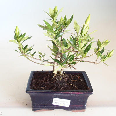 Indoor bonsai - Gardenia jasminoides-Gardenia PB2201173 - 1