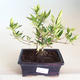 Indoor bonsai - Gardenia jasminoides-Gardenia PB2201173 - 1/2