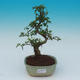 Room bonsai -Ligustrum chinensis - privet - 1/3
