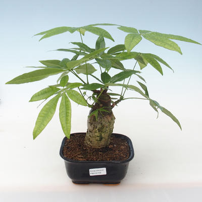 Indoor bonsai - Pachira water PB2191746
