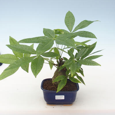 Indoor bonsai - Pachira water PB2191747