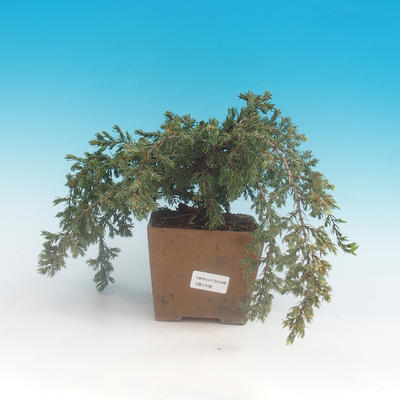 Outdoor bonsai - Juniperus chinensis Chinese -Jalovec