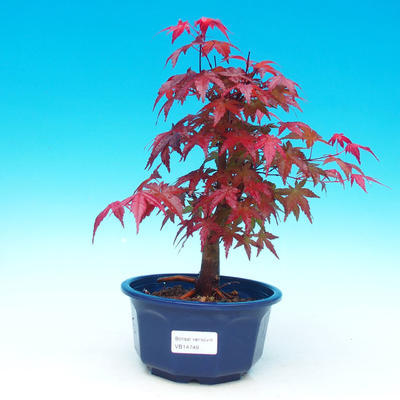 Outdoor bonsai - dlanitolistý Maple - Acer palmatum DESHOJO