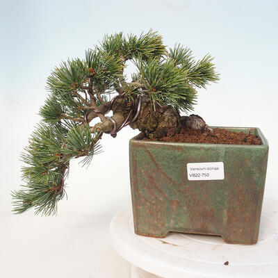 Outdoor bonsai - Pinus parviflora - small-flowered pine - 1