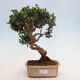 Indoor bonsai - Olea europaea sylvestris - European small-leaved olive oil - 1/5