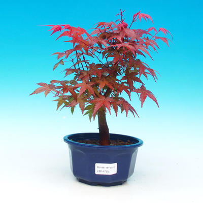 Outdoor bonsai - dlanitolistý Maple - Acer palmatum DESHOJO