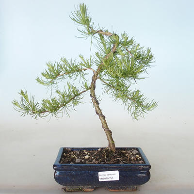 Outdoor bonsai -Larix decidua - Deciduous larch VB2020-755