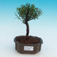 Room bonsai - Syzygium - Pimentovník - 1/4