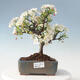Outdoor bonsai - Malus sargentii - Small-fruited apple tree - 1/6