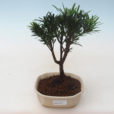 Indoor bonsai - Podocarpus - Stone yew PB2191759 - 1
