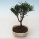 Indoor bonsai - Podocarpus - Stone yew PB2191759 - 1/4