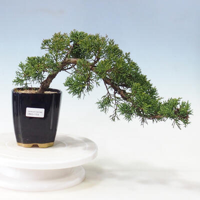 Outdoor bonsai - Juniperus chinensis - Chinese Juniper