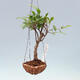 Kokedama in ceramics - small-leaved ficus - Ficus kimmen - 1/2