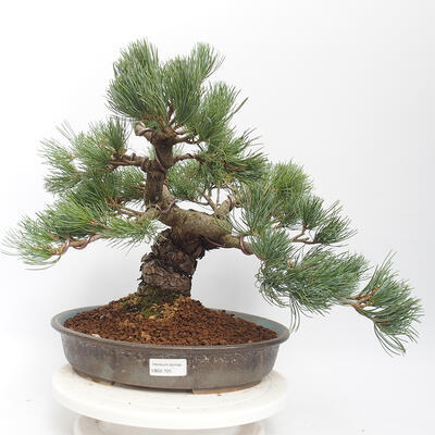 Outdoor bonsai - Pinus parviflora - White Pine - 1