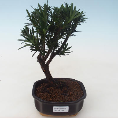 Indoor bonsai - Podocarpus - Stone yew PB2191760 - 1