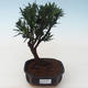 Indoor bonsai - Podocarpus - Stone yew PB2191760 - 1/4