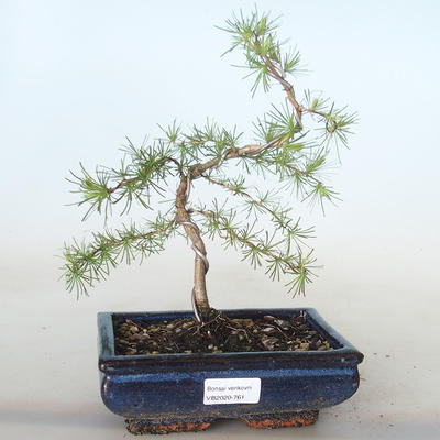 Outdoor bonsai -Larix decidua - Deciduous larch VB2020-761