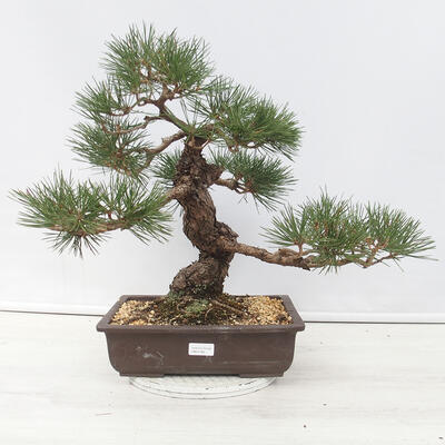 Outdoor bonsai - Pinus thunbergii - Thunberg pine - 1
