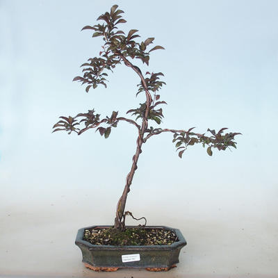Outdoor bonsai - Prunus spinosa purpurea - Red-leaved Blackthorn VB2020-765