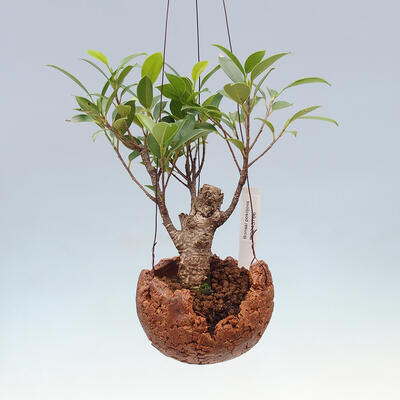 Kokedama in ceramics - small-leaved ficus - Ficus kimmen - 1