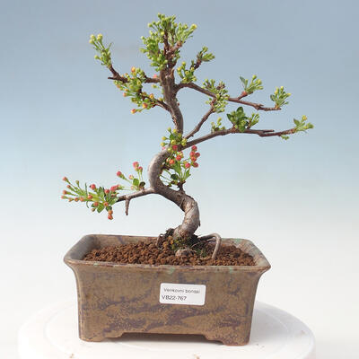 Outdoor bonsai - Malus sargentii - Small-fruited apple tree - 1