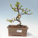 Outdoor bonsai - Malus sargentii - Small-fruited apple tree - 1/6