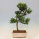 Indoor bonsai - Podocarpus - Stone thous - 1/7