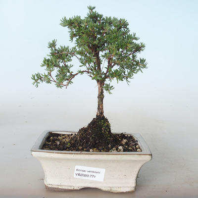 Outdoor bonsai-Cinquefoil - Potentila yellow VB2020-771 - 1