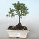 Outdoor bonsai-Cinquefoil - Potentila yellow VB2020-771 - 1/2