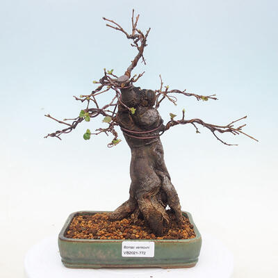 Outdoor bonsai - Pseudocydonia sinensis - Chinese quince - 1