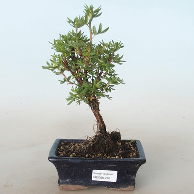 Outdoor bonsai-Cinquefoil - Potentila yellow VB2020-772 - 1