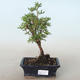 Outdoor bonsai-Cinquefoil - Potentila yellow VB2020-772 - 1/2