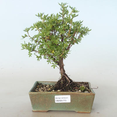 Outdoor bonsai-Cinquefoil - Potentila yellow VB2020-773 - 1