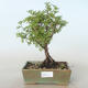 Outdoor bonsai-Cinquefoil - Potentila yellow VB2020-773 - 1/2
