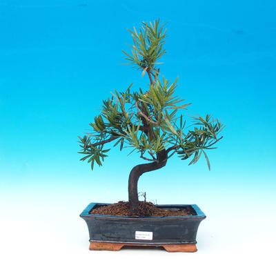 Room bonsai - Podocarpus- stone thousand - 1