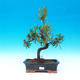 Room bonsai - Podocarpus- stone thousand - 1/4