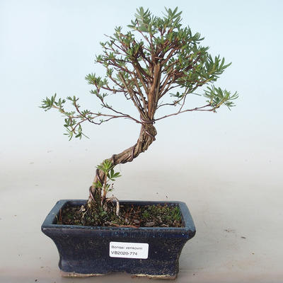Outdoor bonsai-Cinquefoil - Potentila yellow VB2020-774 - 1