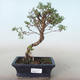 Outdoor bonsai-Cinquefoil - Potentila yellow VB2020-774 - 1/2