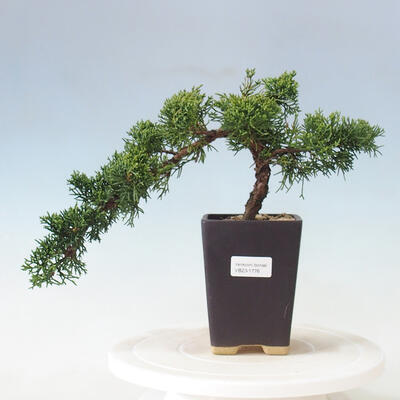 Outdoor bonsai - Juniperus chinensis - Chinese Juniper