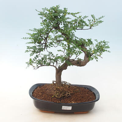 Room bonsai - Zantoxylum piperitum - kava - 1