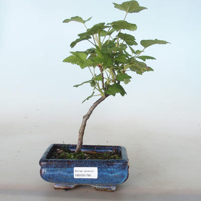 Outdoor bonsai - Blood Currant - Ribes sanguneum VB2020-780 - 1