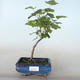 Outdoor bonsai - Blood Currant - Ribes sanguneum VB2020-780 - 1/2