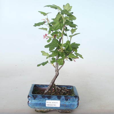 Outdoor bonsai - Blood Currant - Ribes sanguneum VB2020-781 - 1
