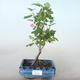 Outdoor bonsai - Blood Currant - Ribes sanguneum VB2020-781 - 1/2