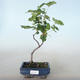 Outdoor bonsai - Blood Currant - Ribes sanguneum VB2020-783 - 1/2