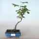 Outdoor bonsai - Blood Currant - Ribes sanguneum VB2020-784 - 1/2