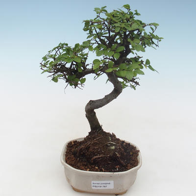 Indoor bonsai - Ulmus parvifolia - Small leaf elm PB2191787 - 1