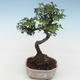 Indoor bonsai - Ulmus parvifolia - Small leaf elm PB2191787 - 1/3